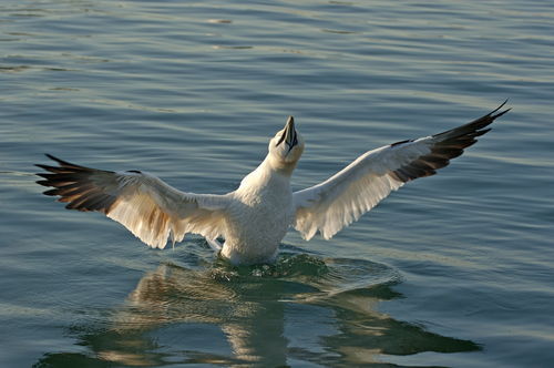 Northen-gannet-bathing-sea-rf-ani202