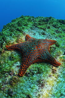 Panamic Cushion Star (Pentaceraster cumingi) on rock, underwater view, Ecuador, Galapagos Archipelago, Espanola Island von Sami Sarkis Photography