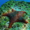 Panamic-cushion-star-starfish-underwater-rm-glp-uwd4790