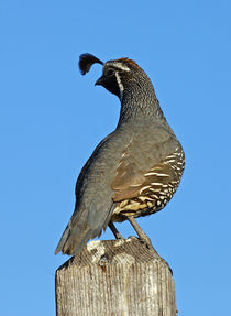 Quail on a Post by Eye in Hand Gallery