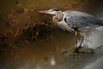Heron in Shallow Water by Eye in Hand Gallery
