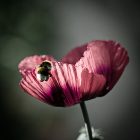 12b-poppy-pollination-10x10