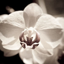 White Orchid von Jason swain