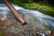 Log, Oneonta Falls by Cameron Booth