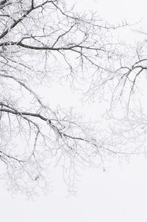 Frosty Branches In The Morning Fog. by Tom Hanslien