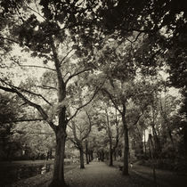 Autumn Avenue by Daniel Hachmann