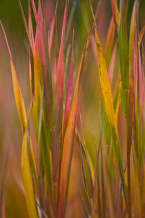Autumn Grasses von Lee Rentz