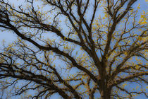 Mighty Oak in Spring von Lee Rentz