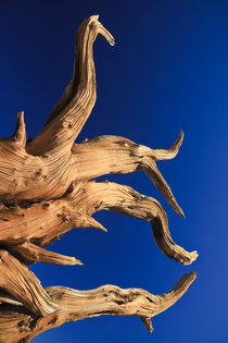 Bristlecone Pine and Clear Blue Sky