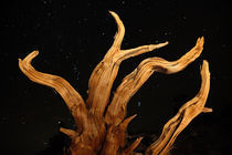 Bristlecone Pine and the Cosmos by Lee Rentz