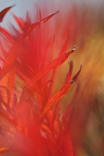 Fireweed in Autumn 2 von Lee Rentz