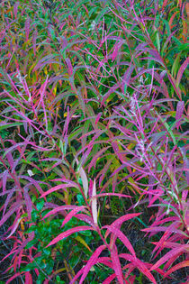 Fireweed in Autumn by Lee Rentz