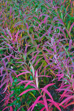 Fireweed-in-autumn