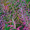 Fireweed-in-autumn