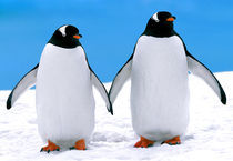 Gentoo Penguins Holding Hands