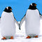 Gentoo-penguins-6723