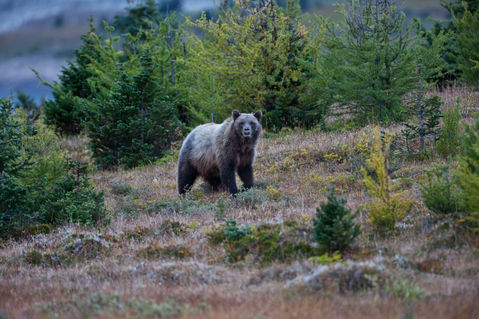 Mount-assiniboine-grizzly-bear-31
