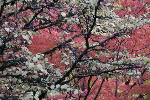 Seattle-japanese-garden-in-autumn-3