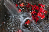 Falling Water and Fallen Leaves by Lee Rentz