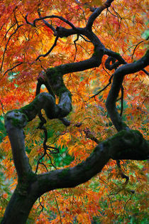 Japanese Maple in Autumn by Lee Rentz