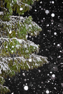 Cedar on a Winter Night by Lee Rentz