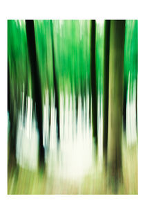 Amazing Forest by Arthur Gapanovich