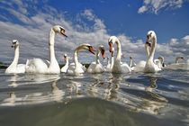 'Swans' by Albin Bezjak