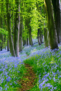 Bluebells in Prior's Woods by Craig Joiner