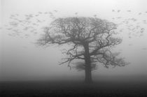 Oak Tree and Crows von Craig Joiner