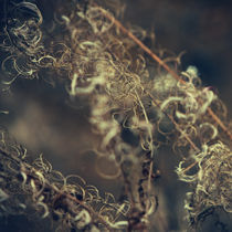 Curls by Ekaterina Karmanovskaya
