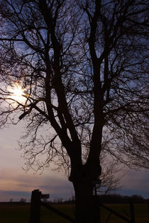 Tree Silhouette Sunset by Ian C Whitworth