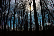 Forest Silhouette von Ian C Whitworth