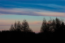 Tree Silhouettes Sunset by Ian C Whitworth