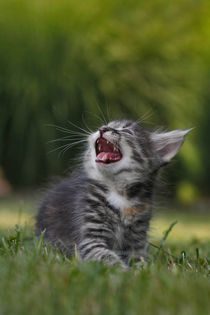 Angry kitty von Albin Bezjak