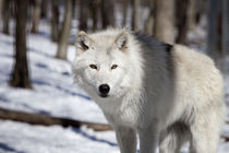 Tundra wolf by Vladimir Gramagin
