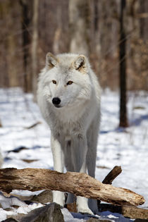 Wolf. Winter by Vladimir Gramagin