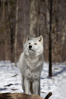 Arctic Wolf by Vladimir Gramagin