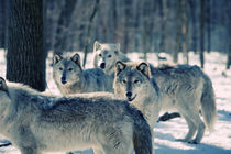 Wild pack by Vladimir Gramagin
