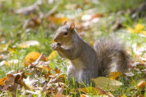 Squirrel in the park by Vladimir Gramagin