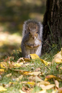 Curious squirrel by Vladimir Gramagin