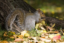 Squirrel in the park by Vladimir Gramagin
