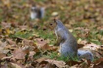 Two squirrels in the park