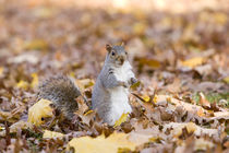 Autumn squirrel by Vladimir Gramagin