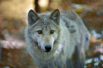 Grey wolf. Autumn