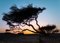 Sunset in desert by Olga Babych