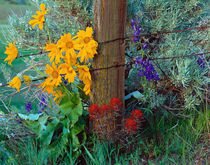 Old Fence in Spring by Leland Howard