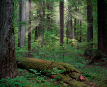 Old Growth Forest by Leland Howard