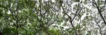 Tree Canopy by Sean Davey