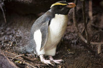 Fiordland Crested Penguin by Ross Curtis