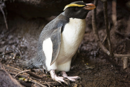 Fiordland-crested-penguin-1